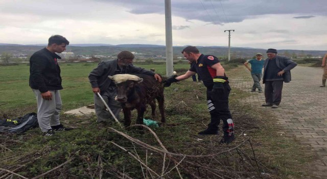 Rögara düşen manda yavrusunu itfaiye ekipleri kurtardı