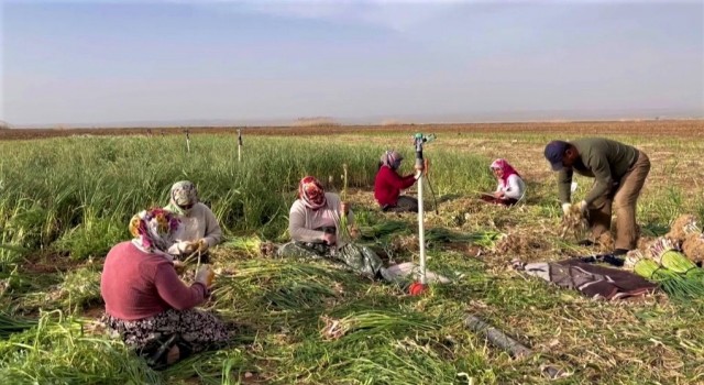 Şanlıurfada sarımsak alternatif ürün oldu