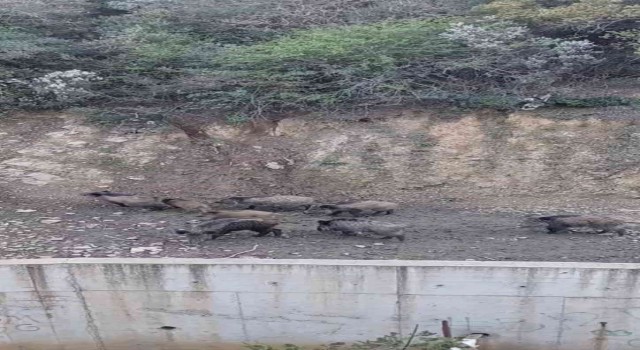 Sarıyerde domuzlar şehir merkezine indi