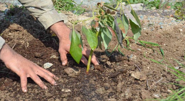 Seferihisarın yeni yıldızı avokado