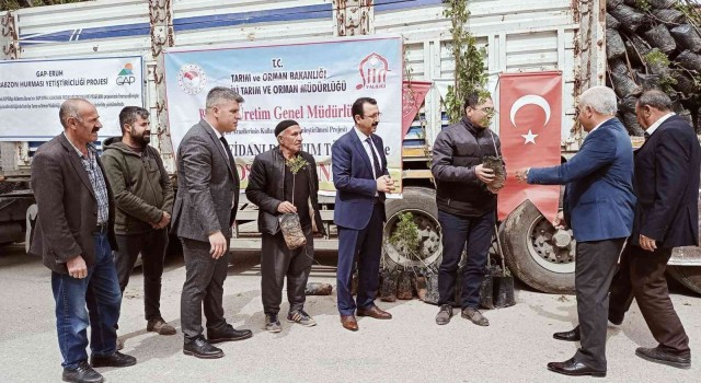 Siirtte bin 700 dekar üzerine Siirt fıstığı ve Trabzon hurması dikimi yapılacak