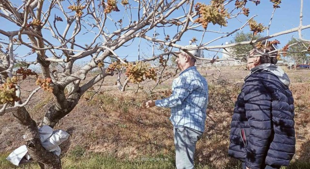 Siirtte fıstık bahçelerinde tozlayıcı uyumu kontrolleri başladı