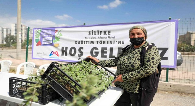 Silifkede üreticilere alıç ve adaçayı fidesi dağıtıldı
