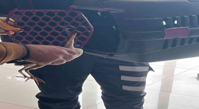 Silivride nesli tükenmek üzere olan ‘balaban kuşu bulundu