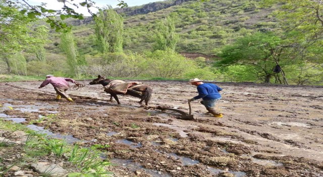 Sınırda çeltik tarlaları hazırlanmaya başlardı