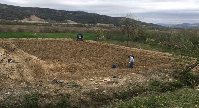 Sinopa Antep fıstığı