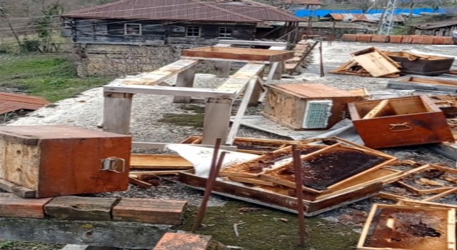 Sinopta ayılar, evin terasındaki arı kovanlarını parçaladı