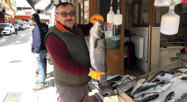 Sinopta balıkçı ağlarına 7 kiloluk levrek takıldı