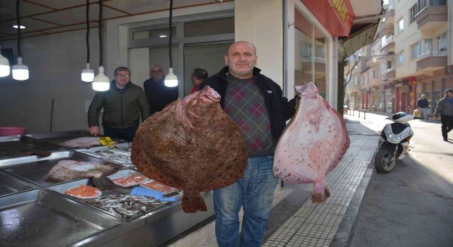 Sinopta balıkçıların ağlarına dev kalkan balıkları takıldı
