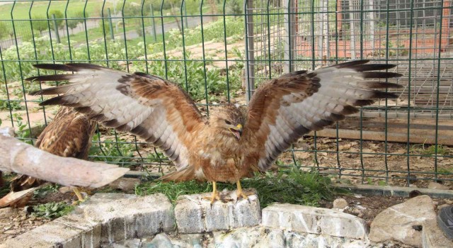Şırnakta yeşilbaşlı ördek ve balaban kuşu tedavilerinin ardından doğaya bırakıldı
