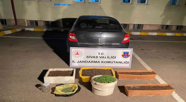 Sivasta 800 kök kenevir ele geçirildi