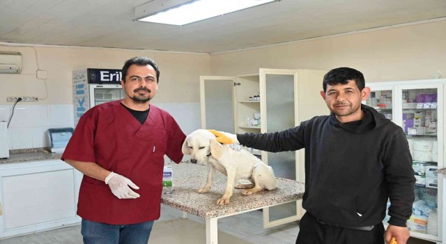Somada sokak hayvanları kısırlaştırılıyor