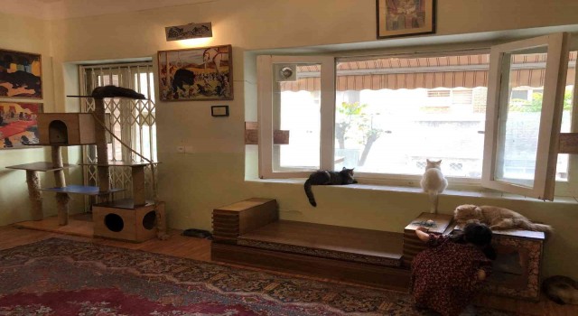 Tahranda canlı kedi müzesi büyük ilgi görüyor