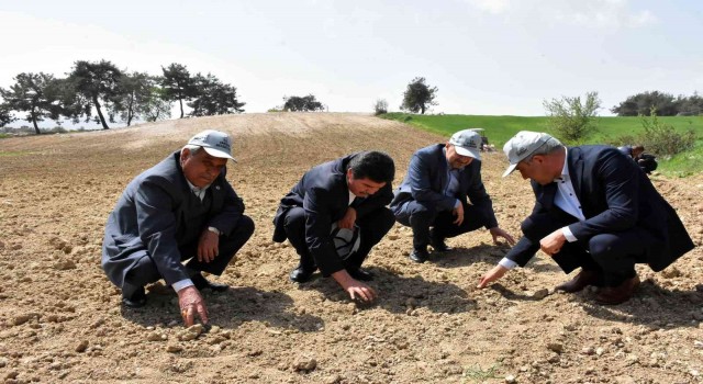 Tarsusta yerli ve milli yağlık ayçiçek tohumu ekildi