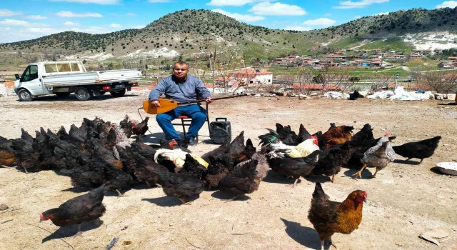 Tavuklarına her gün konser veriyor