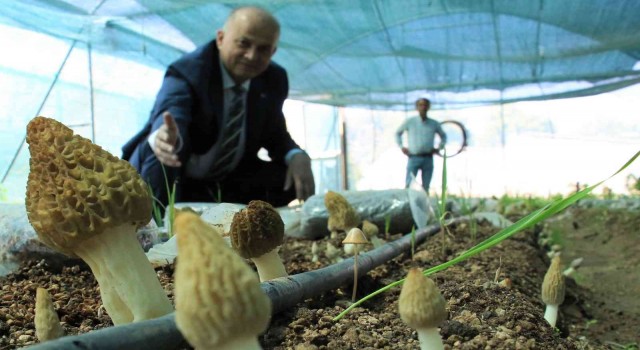 Tazesinin kilosu 400, kurusu 3 bin TL... Türkiyede ilk defa üretimi yapıldı