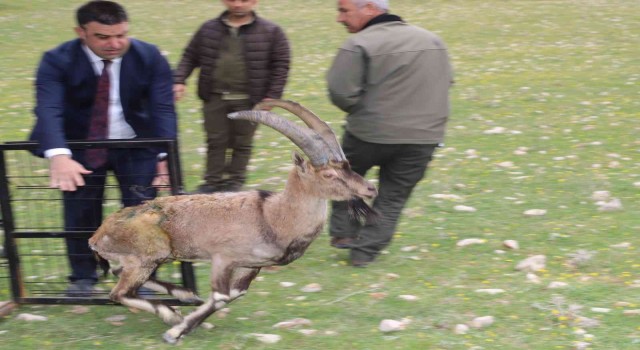 Tedavisi biten yaralı dağ keçisi, Adıyamanda doğaya bırakıldı