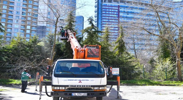 Teke böceği mücadelesi: 133 ağaç imha edildi