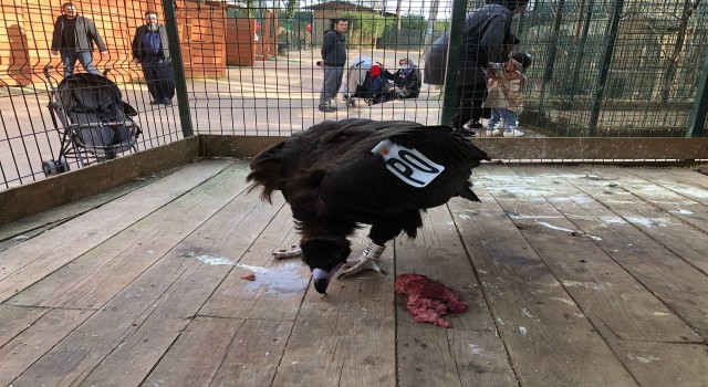 Tekirdağda göç yolculuğunda yorgun düşen akbaba Çekmeköyde şifa buldu