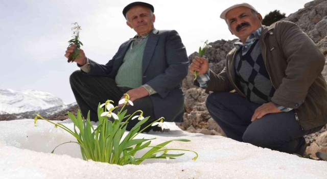 Torosların gelinliği kardelenler boy göstermeye başladı