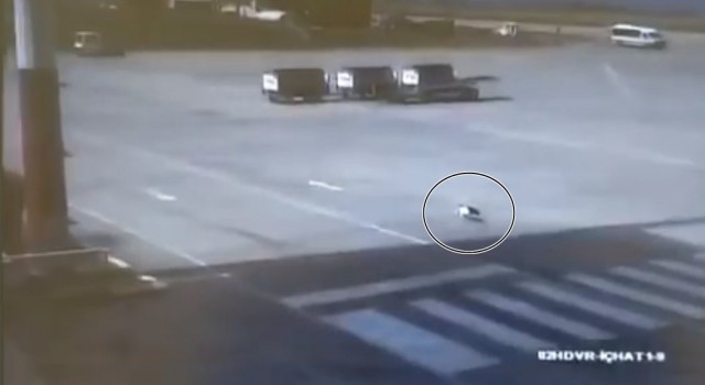 Trabzon Havalimanında kedi yakalama operasyonu