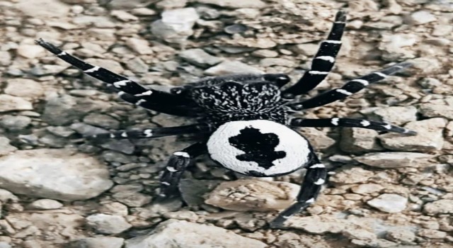 Tuncelide fotoğraflanın örümceğin henüz keşfedilmemiş tür olması muhtemel