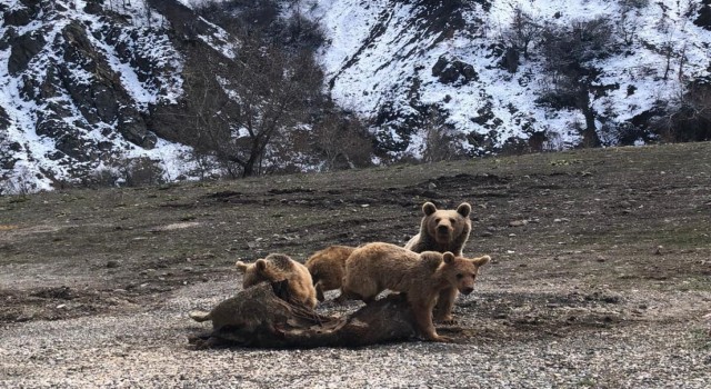 Tuncelide şamua ve ayılar fotoğraflandı