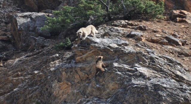 Tuncelide yaban hayvanları başıboş köpeklerin hedefinde
