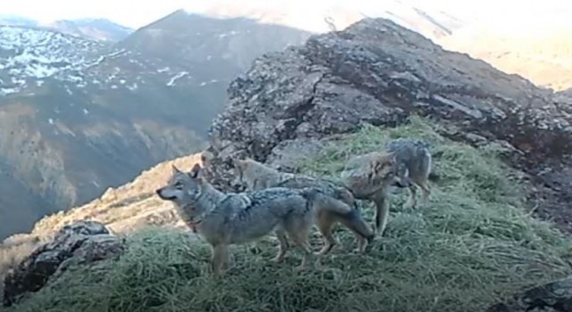 Tuncelinin zengin yaban hayatı fotokapan ve kamerayla görüntülendi