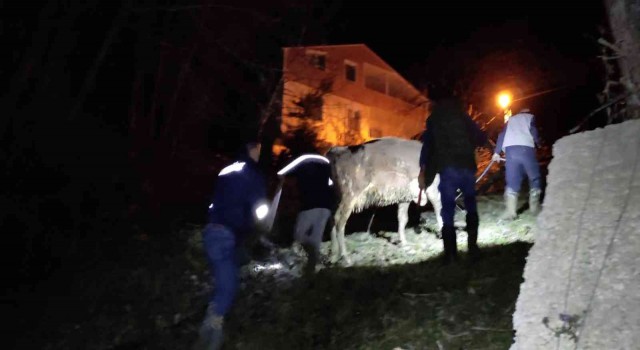 Türkelide dereye düşen büyükbaş hayvan kurtarıldı