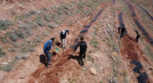 Türkiyede ilk kez uygulanan malçlama yöntemiyle Aksarayda 200 bin fidan dikildi