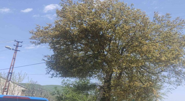 Uğuruna cinayet bile işlenen yolu açmak isterken öldü