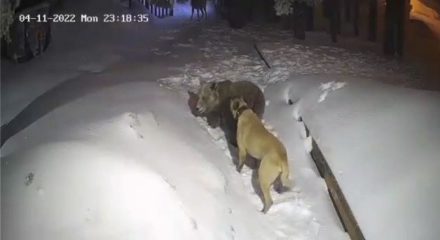 Uludağda ayı ile köpeğin boğuşması kameralarda