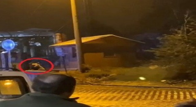 Uludağda günübirlikçi tatilcilerin ayı paniği kameralarda