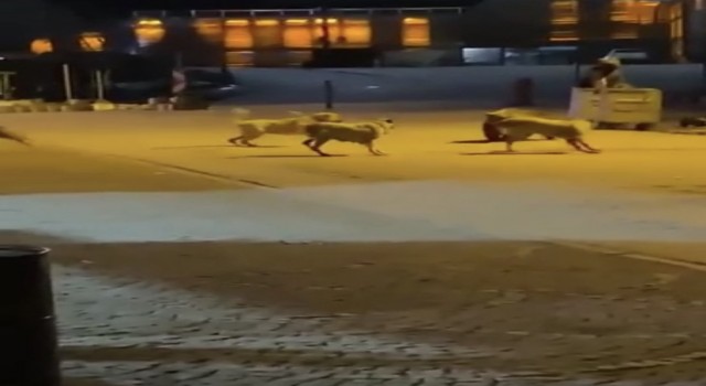 Uludağda yemek aramaya inen ayıların köpek sürüsü ile kavgası kameralarda
