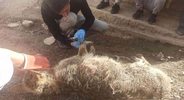 Uluderede yolda bulunan yaralı kurt tedavi altına alındı