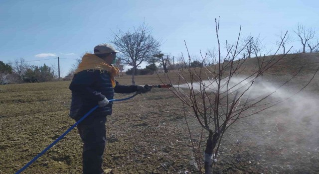 Üreticiler, meyve ağaçlarına bordo bulamacı atıyor