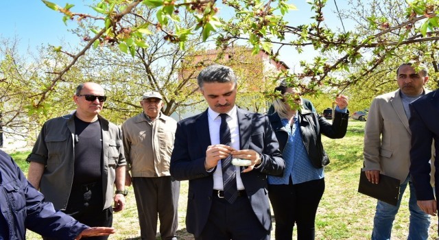 Vali Baruş, hasar gören kayısı bahçelerini inceledi