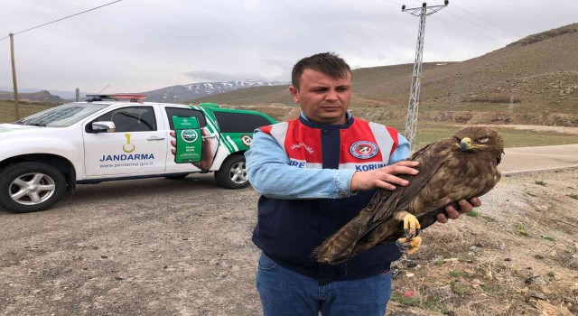 Vanda bulunan kartal tedaviye alındı