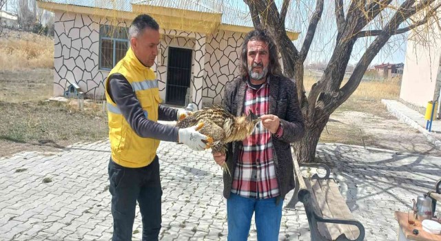 Vanda bulunan yaralı Balaban tedavi altına alındı