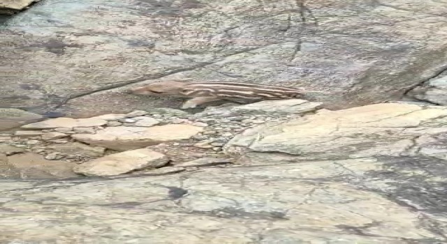 Yaban domuzunu gördü Pijamalarını giymiş söylemi ile kahkahaya boğdu
