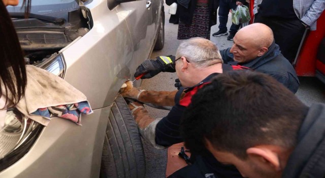 Yalovada otomobil motoruna sıkışan kedi kurtarıldı