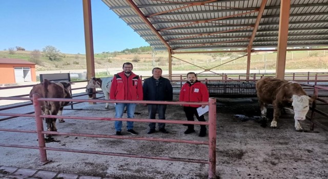 Yangında hayvanları yanan vatandaşa 3 adet gebe hayvan verildi