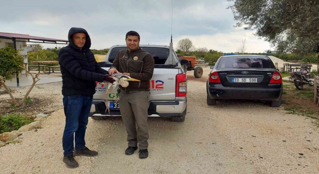 Yaralı balıkçıl tedaviye alındı
