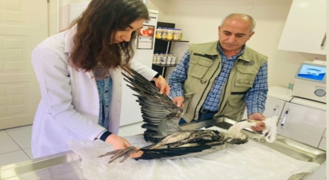 Yaralı balıkçıl ve sakarmeke tedavi altına alındı