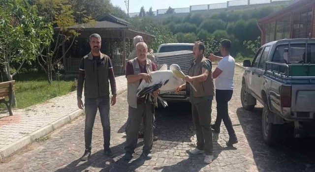 Yaralı halde bulunan pelikan tedavi altında