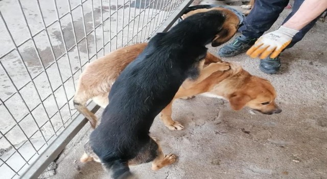 Yaralı halde terk edilen sahipsiz hayvanlara Turgutlu Belediyesi sahip çıktı