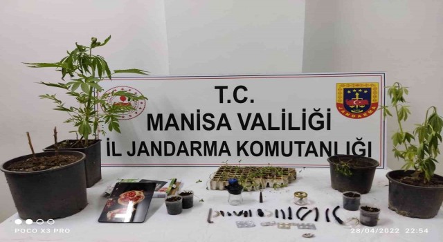 Yasadışı kenevir eken şahıslara operasyon