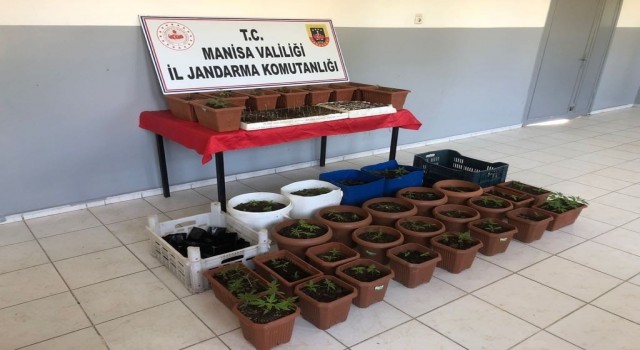 Yasadışı kenevir üreten eve jandarma baskını