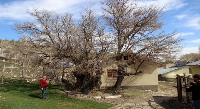 Yedi asırdır ayakta, zamana meydan okuyor